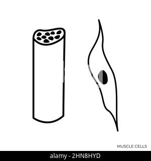 Muscle Cells Black and White Isolated Illustration Stock Vector