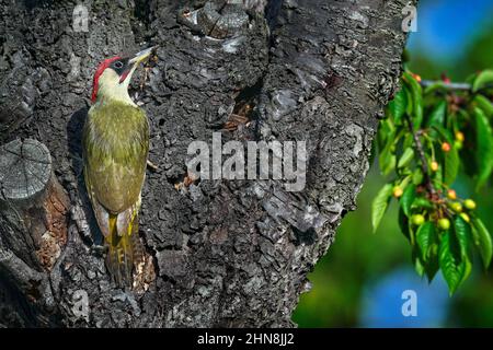 Green Woodpecker, Picus viridis, sitting on the tree trunk feeding ants, bird in the nature habitat, Germany. Beautiful green bird, sunny day in the s Stock Photo