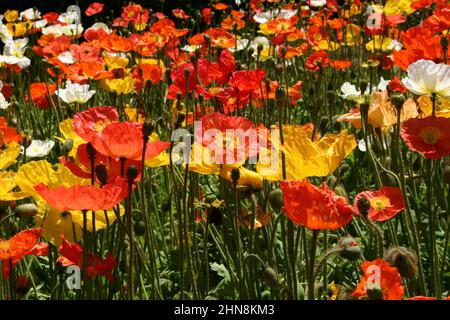 GARDEN BED OF ICELAND POPPIES (PAPAVER NUDICAULE) A HARDY BUT SHORT LIVED PERENNIAL. Stock Photo