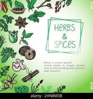Herb and spice package design template, drawn element in style. Herbs mint, thyme, spinach, rosemary, basil, etc. Logo in a trendy linear style. Stock Vector