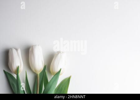 White tulip flowers on white paper. Easter and spring background Stock Photo