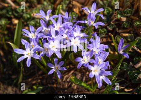 Spring first flowers. Gently lilac flowers of Scilla luciliae or Chionodoxa Stock Photo