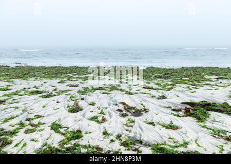 Seaweed after storm on sand coast of South Atlantic ocean. Foggy calm water and mesty beach in morning time Stock Photo