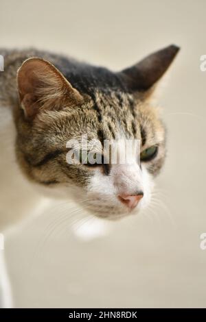 Stray cats from Singapore streets Stock Photo