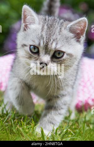 Silver tabby kitten in a meadow Stock Photo