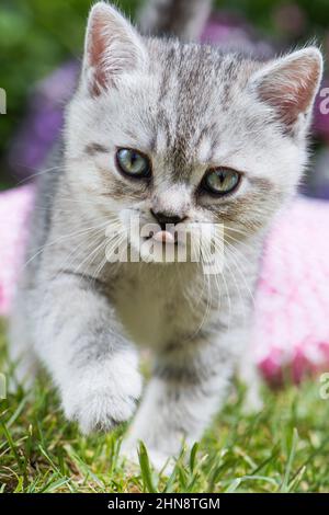 Silver tabby kitten in a meadow Stock Photo
