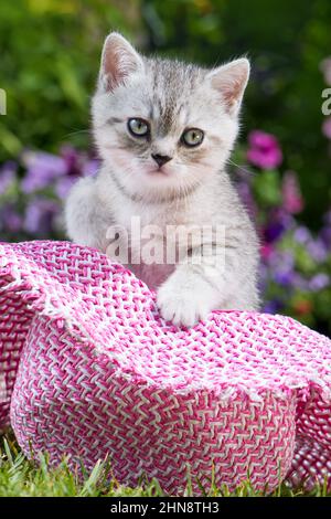 Silver tabby kitten in a meadow Stock Photo