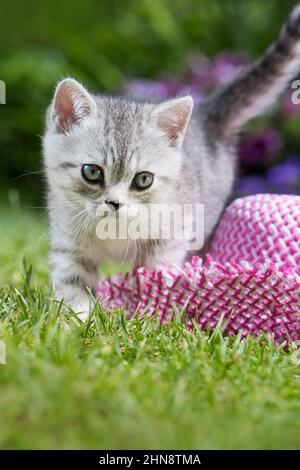 Silver tabby kitten in a meadow Stock Photo