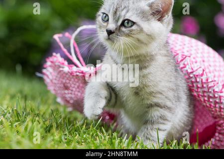 Silver tabby kitten in a meadow Stock Photo