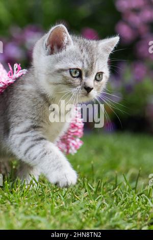 Silver tabby kitten in a meadow Stock Photo