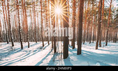 4K Beautiful Blue Shadows From Pines Trees On Winter Snowy Ground ...