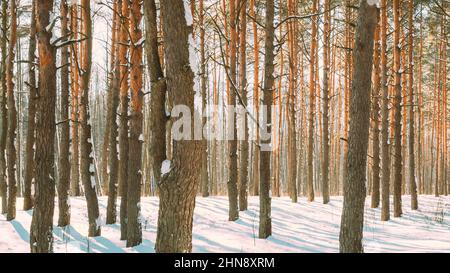 Beautiful Blue Shadows From Pines Trees In Motion On Winter Snowy ...