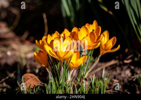 Yellow Crocus Flowers in Bloom on a Sunny Morning Stock Photo