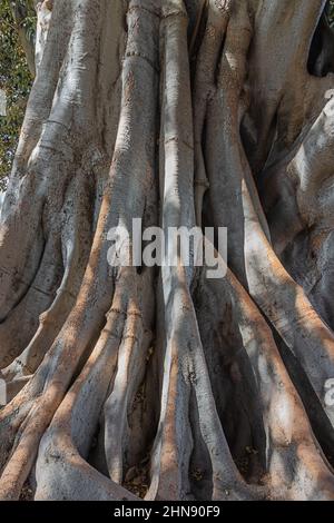 The complex root system of the kapok tree seen in the Alameda de Apocada park in Cadiz Stock Photo