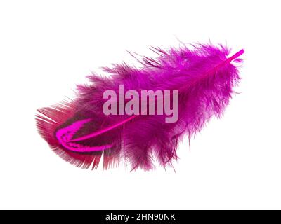 Pheasant feather isolated on white Stock Photo - Alamy