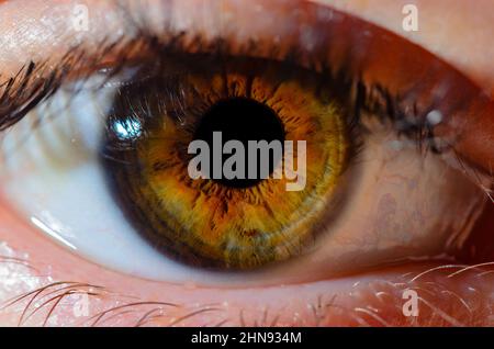 Human brown eye close-up detail with shallow depth of field. Very close macro photo of human eye. Stock Photo