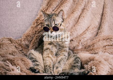 A sad domestic cat in sunglasses is resting on the sofa. Stock Photo