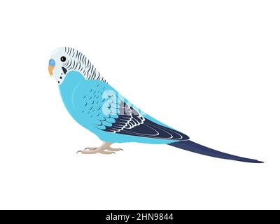 Budgie bird standing sideways. Vector illustration of a pet budgerigar blue parrot on white background. Stock Vector