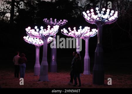 San Francisco, USA. 14th Feb, 2022. People enjoy a light show dubbed 'Lighted Forest' at the Golden Gate Park in San Francisco, California, the United States, Feb. 14, 2022. Credit: Liu Yilin/Xinhua/Alamy Live News Stock Photo