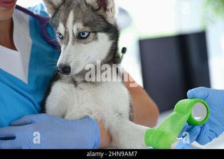 A nurse in a vet clinic holds a husky puppy with an injured paw Stock Photo