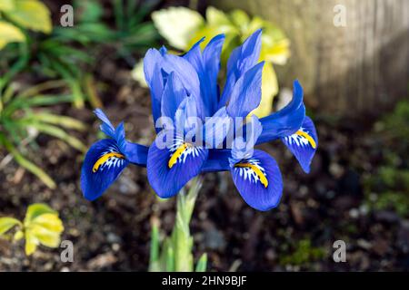 Iris Reticulata 'Harmony' a spring winter bulbous flowering plant with a blue and yellow springtime flower in February, stock photo image Stock Photo