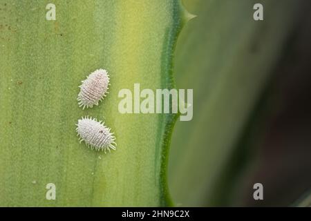 Mealy bugs on plant leaf. These bugs also known as scales are important pest of agricultural and ornamental plants which suck cell sap from plants. Stock Photo