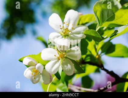 Three white crab apple blossoms on a sunny spring day. Stock Photo