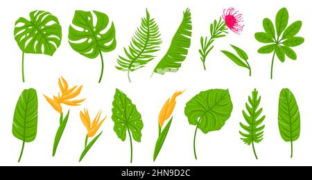 Cartoon green of tropical leaves, palms, plants, flowers, banana plants, monstera. Botanical exotic plants elements. Vector illustration isolated on white background Stock Vector