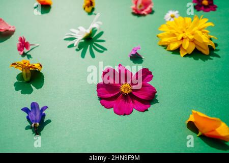 Flowers composition on green background, copy space. Pattern from different bright garden flowers. Stock Photo