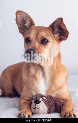 A female mixed-breed dog with big funny ears and an expressive face holding her favourite toy, a stuffed squirrel, between her paws. Vertical portrait Stock Photo