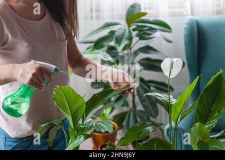 Woman care of houseplants, spraying water at home Stock Photo