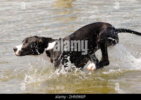 Braelynn, a Great Dane, and Bowden, a Silver Lab owned by employees of Pet  Paradise, try out the new pool in TIAA Bank Field during a preview of the  new in-stadium dog