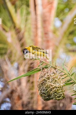 A masked weaver bird building his nest in Zimbabwe Stock Photo