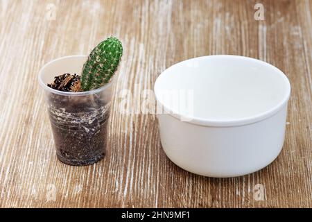 Cactus in plastic container before transplanting and empty white pot on wooden background Stock Photo