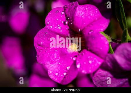 A close up of a purple petunia flower with water droplets on the petals Stock Photo