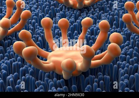 Smell (olfactory) receptor field in nasal lining - closeup view 3d illustration Stock Photo