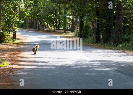 Haired cat walks along a tree-lined avenue Stock Photo