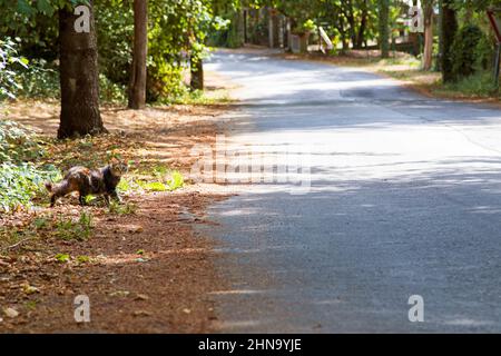 Haired cat walks along a tree-lined avenue Stock Photo