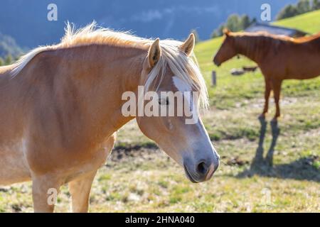 Young horse portrait of the Haflinger breed in Seiser Alm (Alpe di Siusi) South Tyrol, Italy Stock Photo