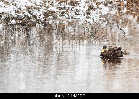 Black duck - mallard hybrid swimming on winter pond Stock Photo