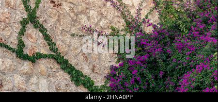 background - old rough stone wall, partially entwined with a blooming mandevilla creeper Stock Photo