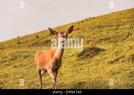 portrait of a cute deer Stock Photo