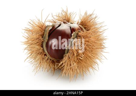 opened sweet chestnut in its spiky husk isolated on white Stock Photo