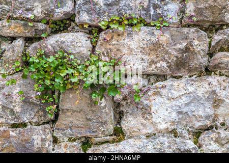 Background from the outer stone wall being exposed to the weather and weed. Stock Photo