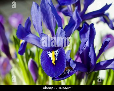Blue dwarf iris and purple crocus in flowerpots for sale in spring. Stock Photo