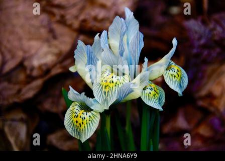 Mottled blue dwarf iris among old brown leaves in early spring. Stock Photo