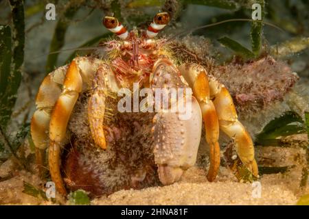 This nocturnal left handed hermit crab, Dardanus gemmatus, will carry symbiotic anemones on its shell, Philippines. Stock Photo