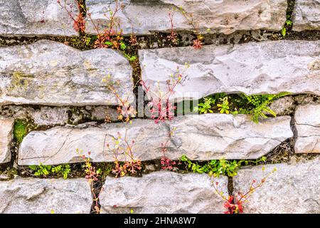 Background from the outer stone wall with flowers. Stock Photo