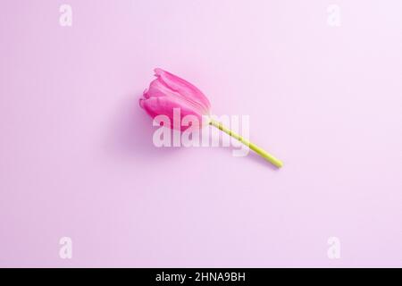 Pink Tulip on pink background Stock Photo