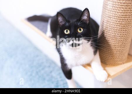 Black cat with a scratching post Stock Photo - Alamy